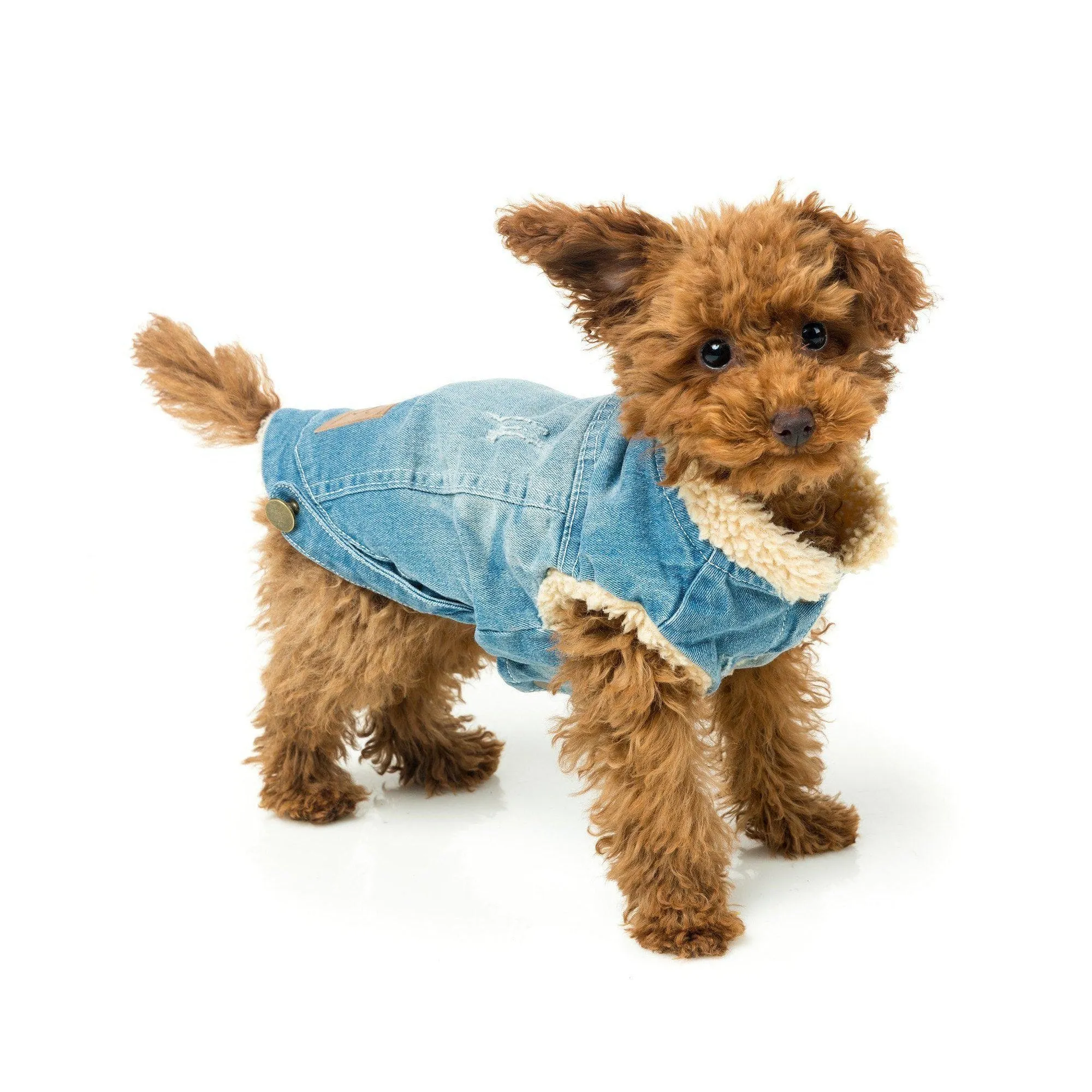 FuzzYard | Rebel Dog Denim Jacket